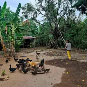 La petite exploitation de Kheng Phal / femmes en situation de handicap